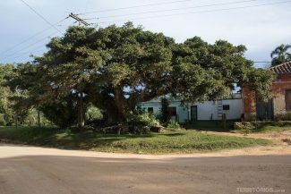 Figueiras por todo o caminho