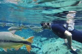 Os peixes não se deixam tocar, mas chegam muito perto Os peixes não se deixam tocar, mas chegam muito perto