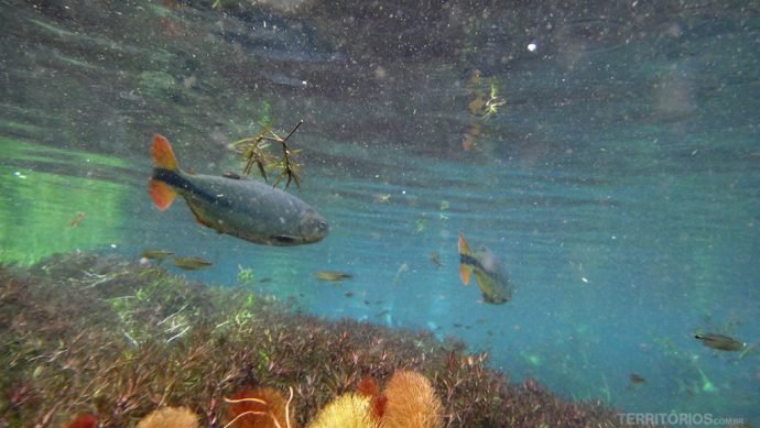Aquário Natural é a mais colorida das flutuações