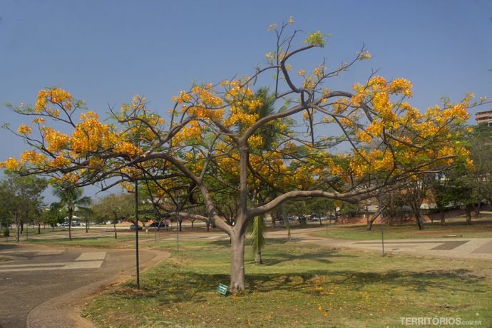Árvore florida na Praça dos Girassóis