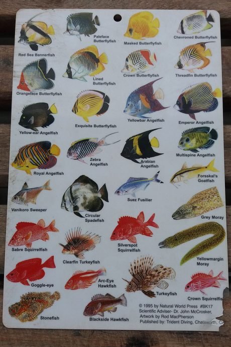Peixes encontrados no Mar Vermelho