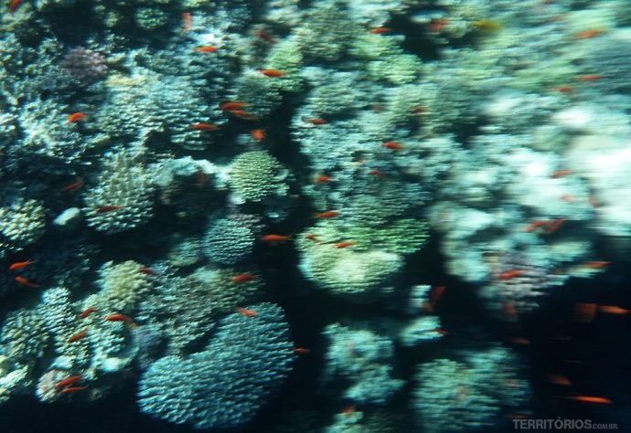 Corais e peixes em Dahab