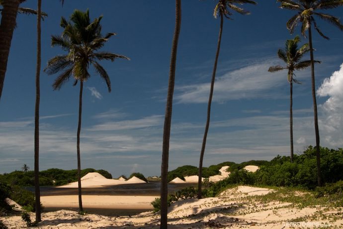 Cenário tem vegetação rasteira, areia e coqueiros