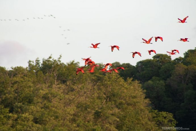 Revoada dos Guarás no Delta do Parnaíba