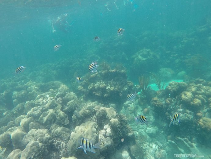 Barreira de corais no mar do Caribe