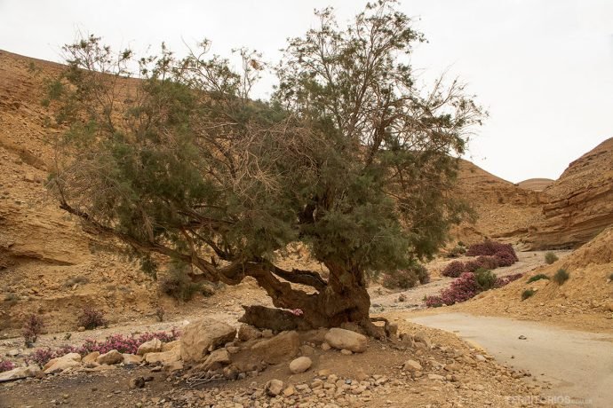 Fim da estrada, início da trilha Wadi El Ghuweir