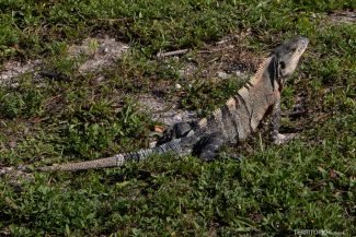 Iguanas andam tranquilas pelo parque Iguanas andam tranquilas pelo parque