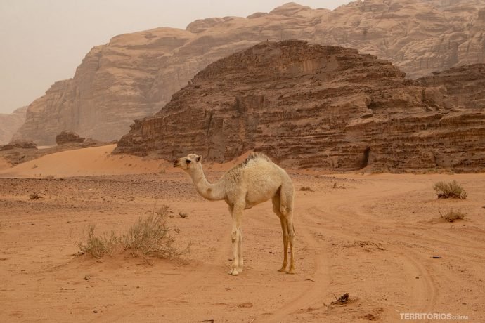 Filhote de dromedário no deserto Wadi Rum. Perfeito para viajar em outubro