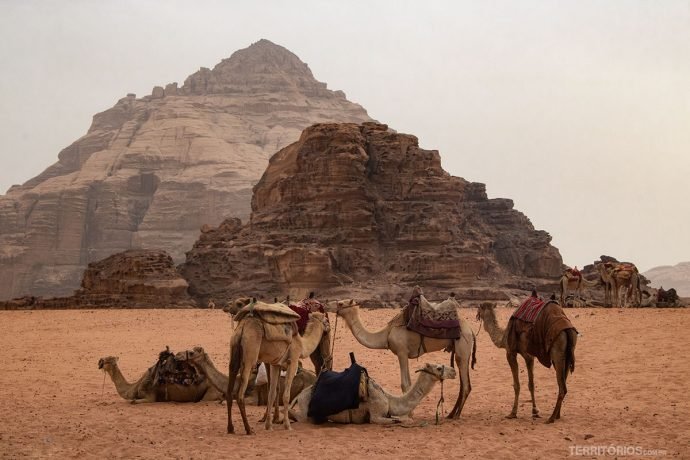 Camelos disponíveis para passeio