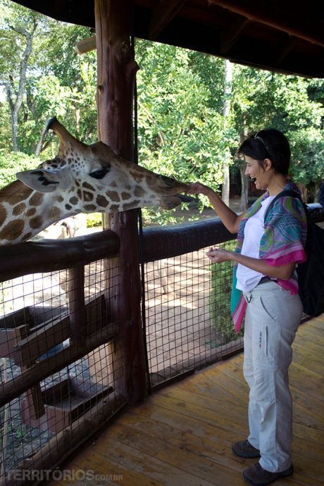 Interagindo com a girafa em Nairóbi Interagindo com a girafa em Nairóbi