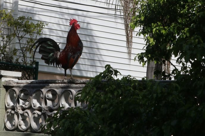 Galo encontrado na rua