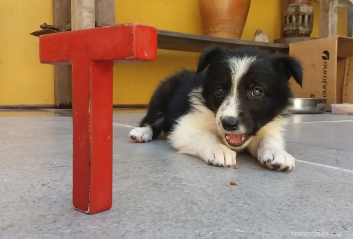 O ano começo na minha cidade Pelotas com a Tesão fazendo amizade com a nova mascote da família Martins, a border colie Kia
