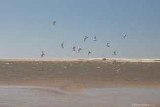 Maçarico Branco Maçarico Branco