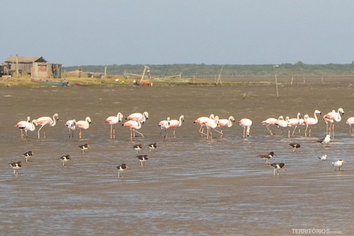 Os famosos flamingos, pirupirus, talha-mar e gaivota na Barra da Lagoa