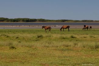 Biguás, cisnes e patos atrás dos cavalos Biguás, cisnes e patos atrás dos cavalos