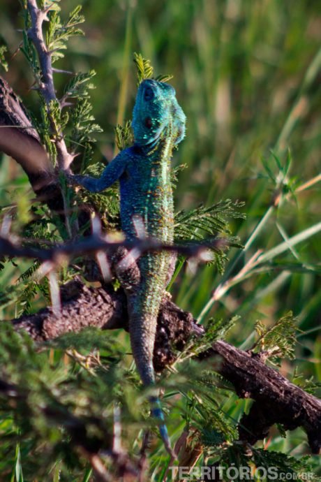 Lagarto africano