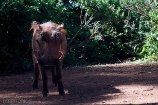 animais africanos: javali