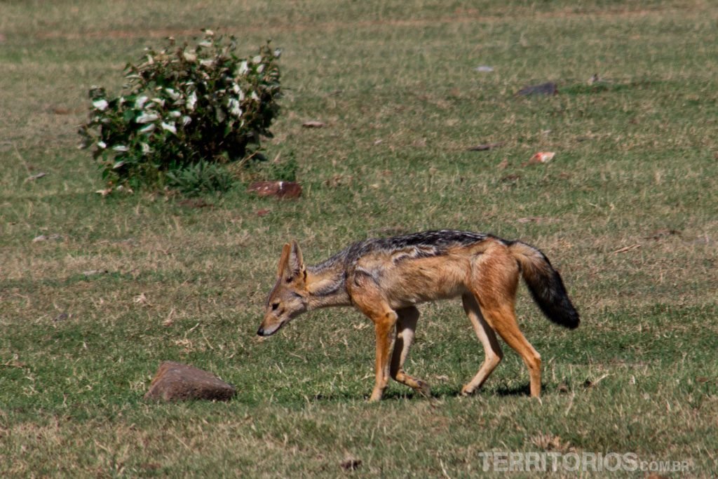 animais africanos: chacal
