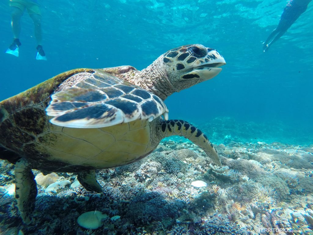Tartaruga marinha vista durante snorkel em Gili T