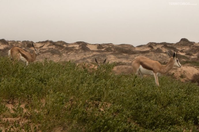 Antílopes no deserto a caminho de Na duna mais alta de Sandwich Harbour