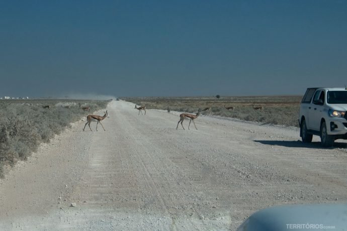Antílopes cruzam a estrada do Parque Nacional Etosha