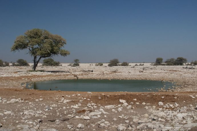 Paisagem do Parque Nacional Etosha com lago