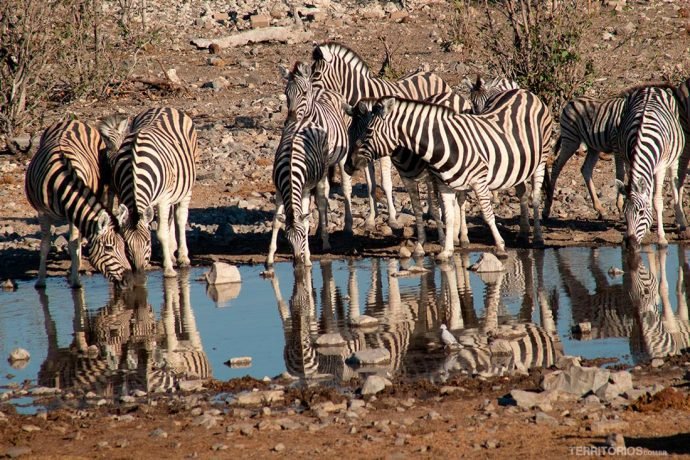 Zebras no lago em Halali, Etosha