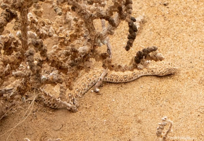 Víbora do deserto