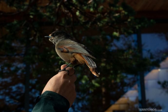 Siberian Jay