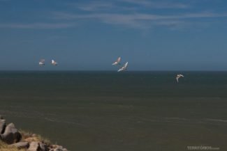 Aves na costa do Oceano Atlântico