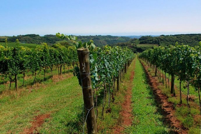 Parreirais de uvas Chardonnay, ideal para a produção de espumantes em Pinto Bandeira