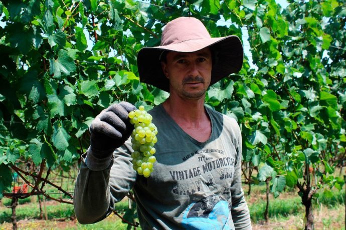 O viticultor Tarcísio na colheita das uvas Chardonnay em Pinto Bandeira
