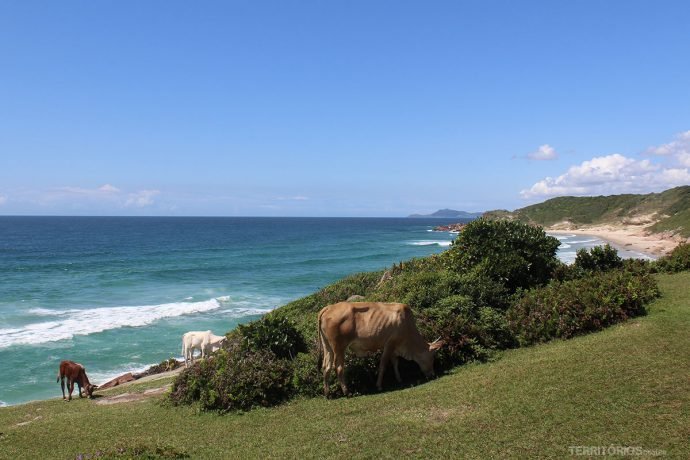 na Praia da Pinheira