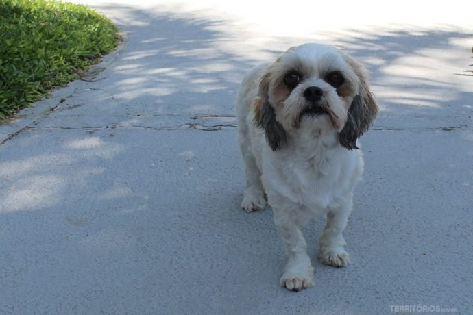 Pitanga, a mascote da Pousada da Ilha do Papagaio